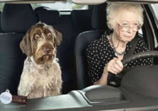 scary-drivers-500-granny-driving-dog-scared1wtmk-980x0